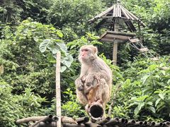 -西双版纳原始森林公园