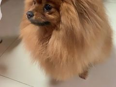 -PETKIT小佩宠物·低压洗护(国顺东路店)