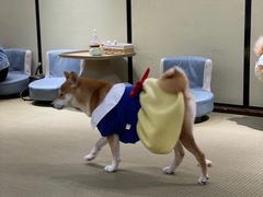 -逗柴咖啡屋·狗咖猫咖宠物桌游