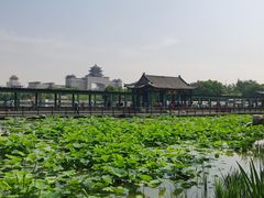 -莲花池公园