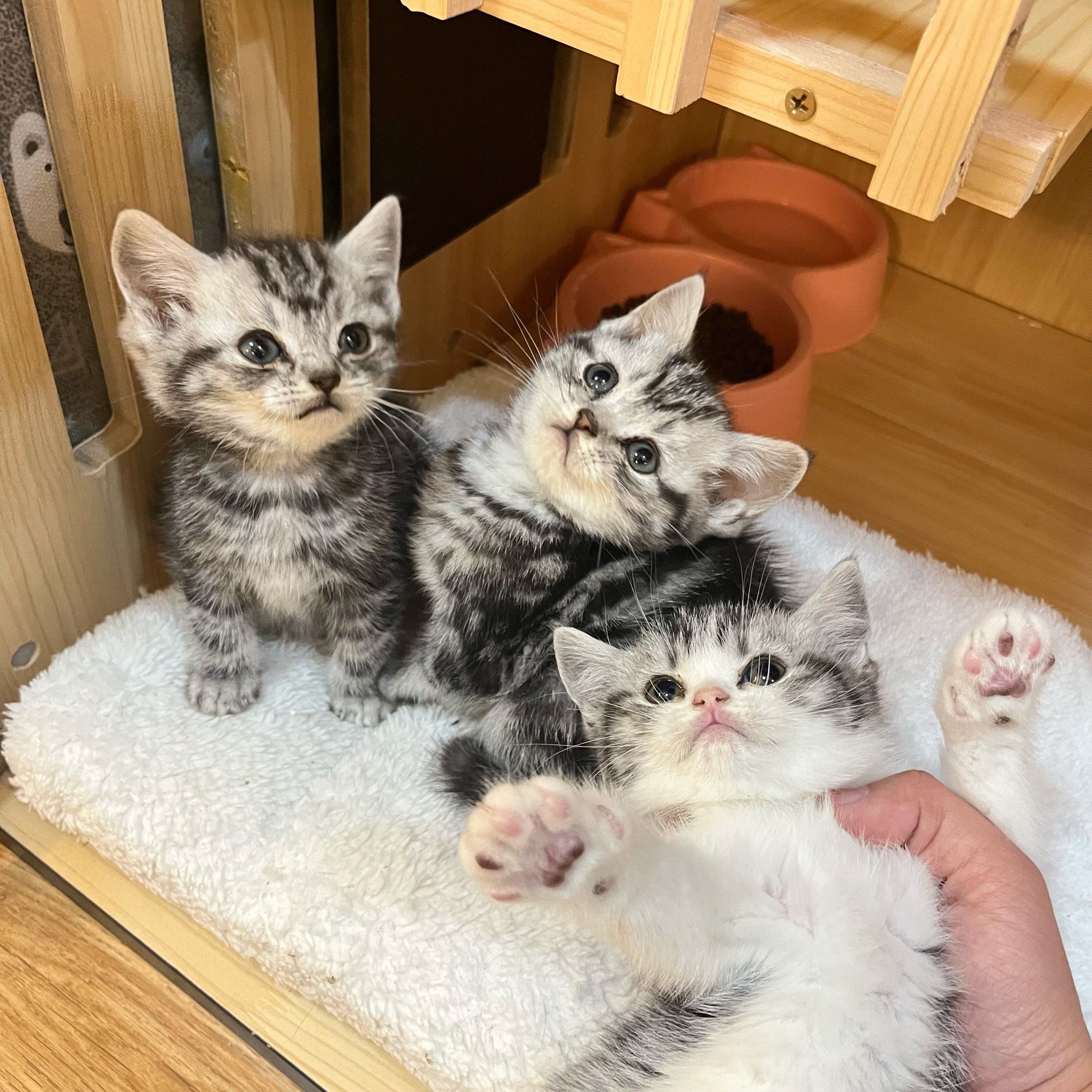 美短虎斑起司