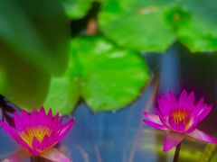 -国家植物园南园