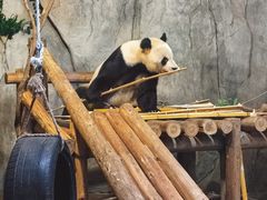 -深圳野生动物园