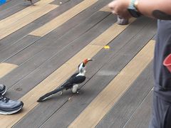 -新加坡飞禽公园