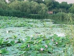 -澹台湖公园