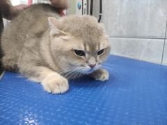 -芭比堂动物医院·24小时·眼科中心(深圳中心)