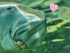 -悉尼海洋生物水族馆