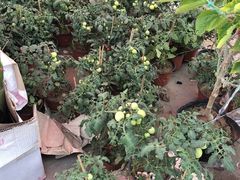 -东方鼎信农副产品交易中心