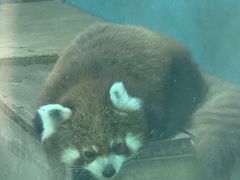 -青藏高原野生动物园