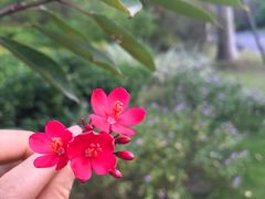 -东南花都花博园