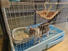 -翊宠yipet猫狗购宠庄园犬舍•猫舍