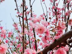 -天适樱花悠乐园
