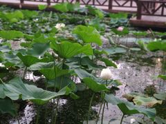 -莲湖公园