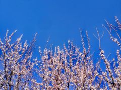 -棒棰岛宾馆景区