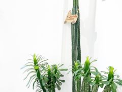 -收获咖啡HARVEST RESERVE(苍山店)