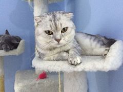 -喵的天空名猫咖啡馆·撸猫·猫舍·用品