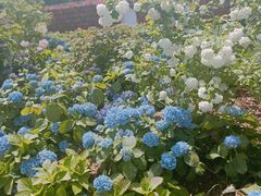 -佛手湖郊野公园