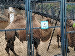 -大连森林动物园