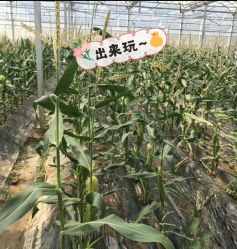 -麦粒鸟亲子游