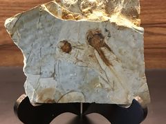 -水月·和牛工坊(水晶郦城店)