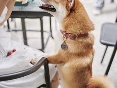 -柴犬高等学院·狗咖·柴犬售卖·宠物训练