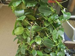 -安琳acKONA咖啡(市南店)