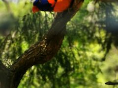 -费瑟代尔野生动物园