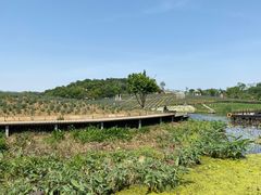 -大塘金香草谷