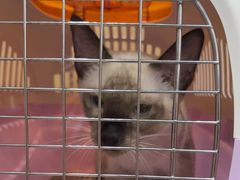 -米苏动物医院·犬猫专科·骨科外科内窥镜