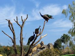 -杭州野生动物世界