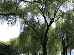 -柳浪闻莺公园