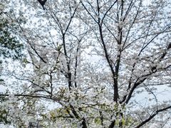 -武汉大学-樱园