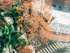 -景田北六街公园宠物主题园