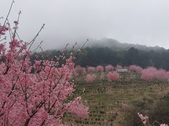 -灵光寺