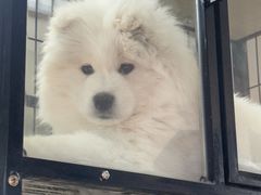 -青石桥花鸟鱼虫市场(叠翠城店)