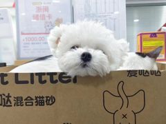 -佳雯宠物医院·皮肤科·内外科(春晓路分院)