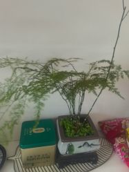 -木棉问题肌·肩颈·纹绣