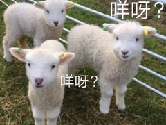-洪霞餐馆