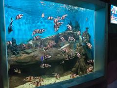-合肥海洋世界