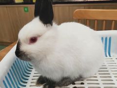 -藦茜花园宠物主题亲子互动体验馆(国顺东路店)