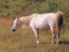 -塞罕坝国家级自然保护区