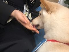 -柴迷FANS CLUB·柴犬狗咖·猫咖