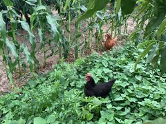 -南汇老顾农家乐采摘大团水蜜桃采摘店