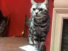 -猫色咖啡·猫咖