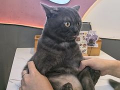 -喵园·猫主题咖啡厅·撸猫·猫咖(国贸店)