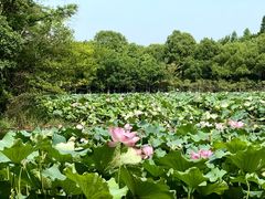 -艾溪湖湿地公园