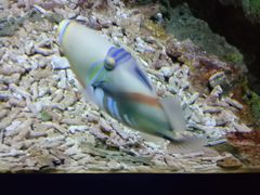 -大连圣亚海洋世界