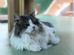 -猫和宫(六道口店)