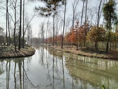 -合肥滨湖国家森林公园