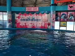 -海合安武汉极地海洋公园